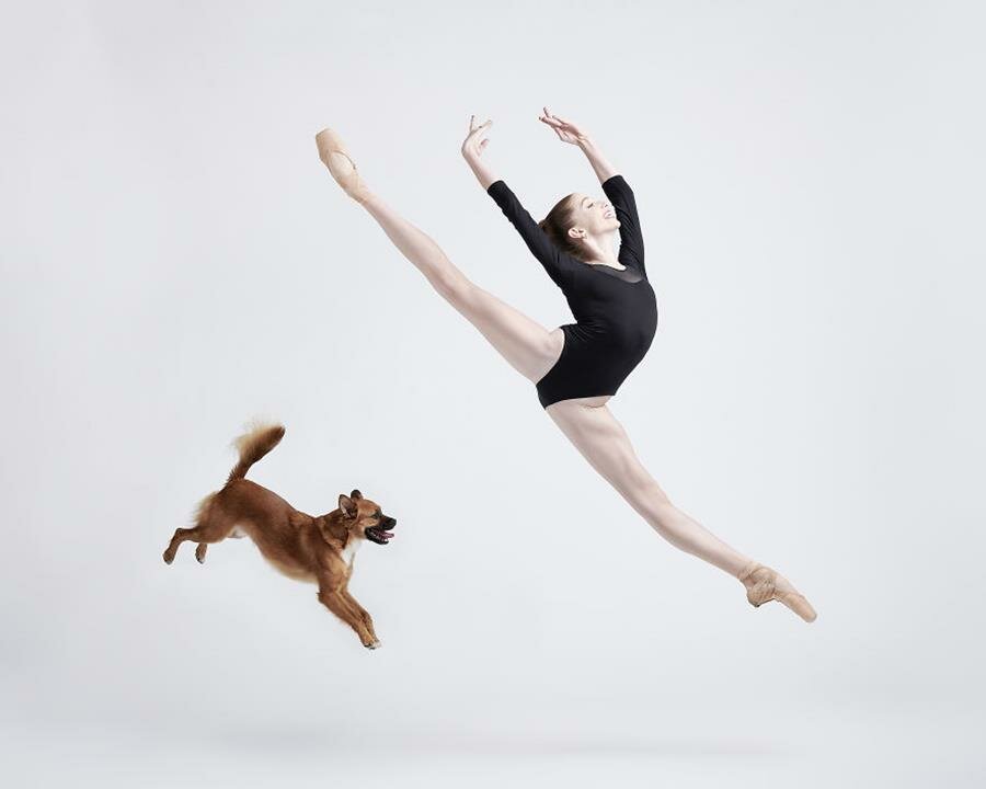 ballerine, chien, danseur, danseuse, classique