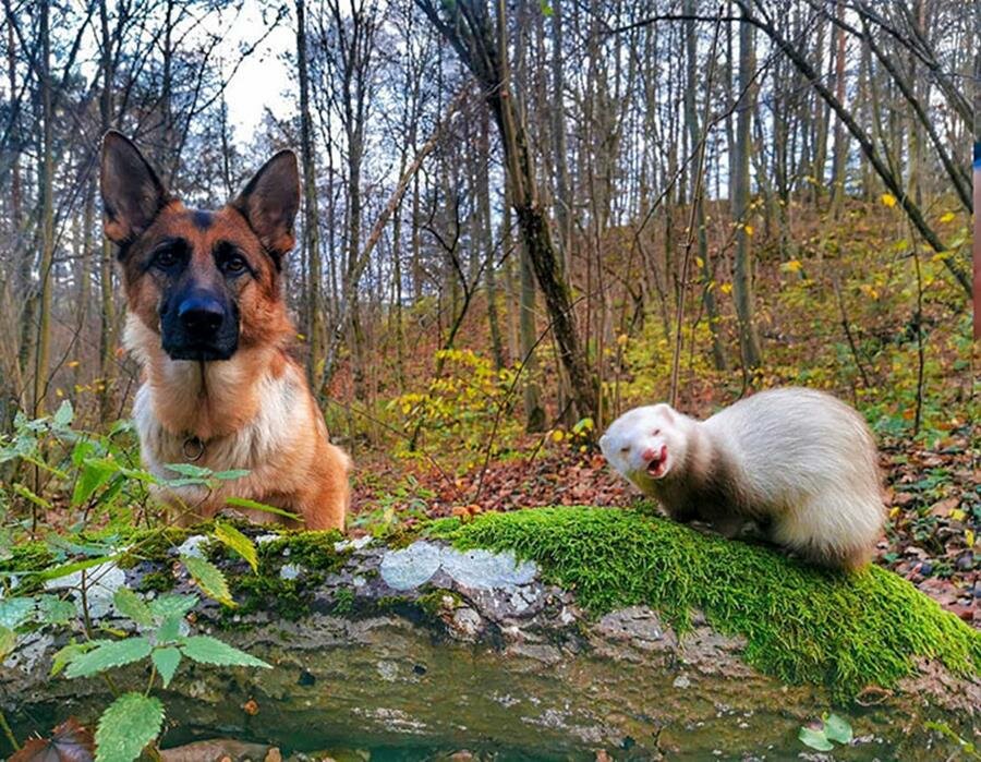 chien, furet, complicité, amis