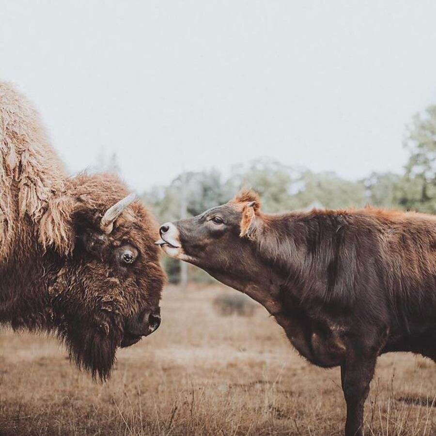 bisonne, veau, câlin