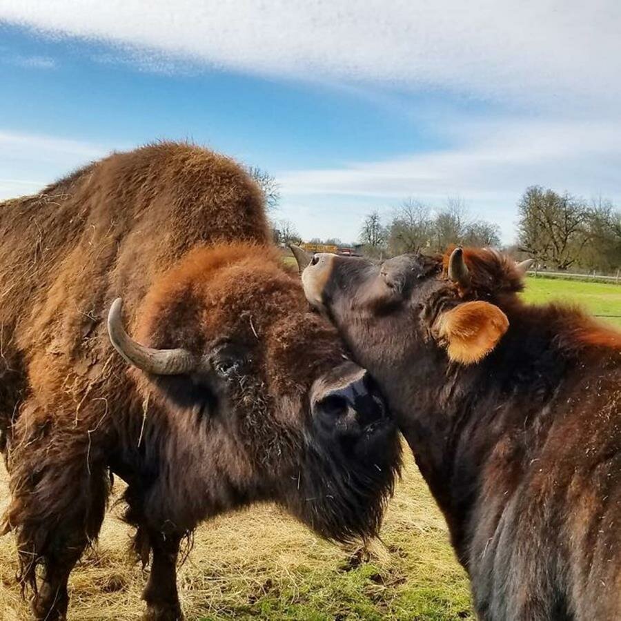 bisonne, veau, câlin