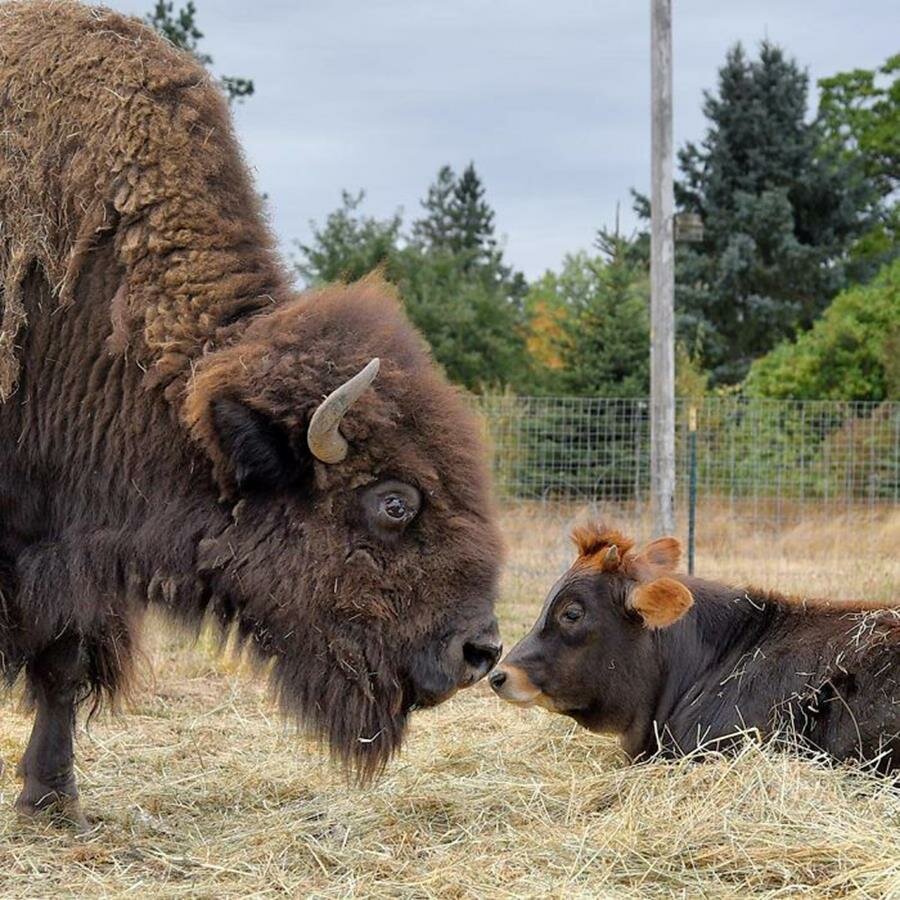 bisonne, veau, câlin