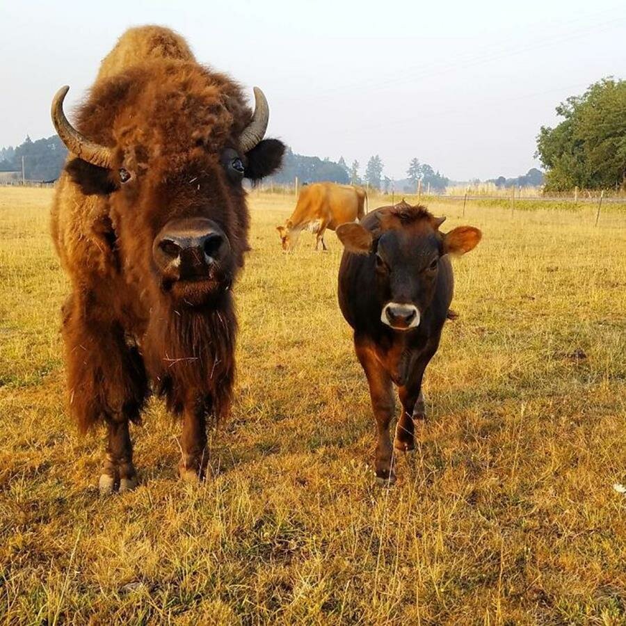 bisonne, veau, câlin