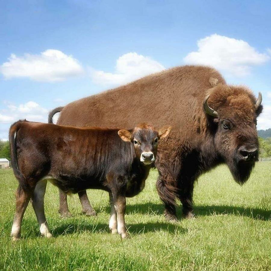 bisonne, veau, câlin