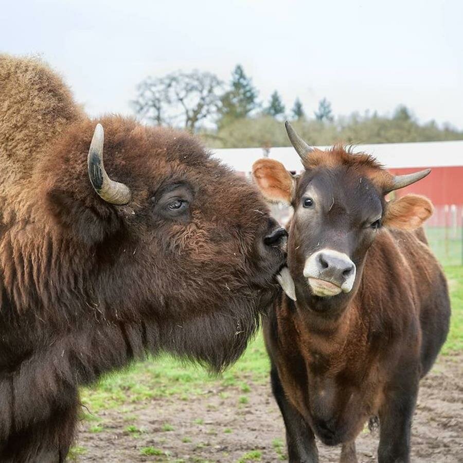 bisonne, veau, câlin