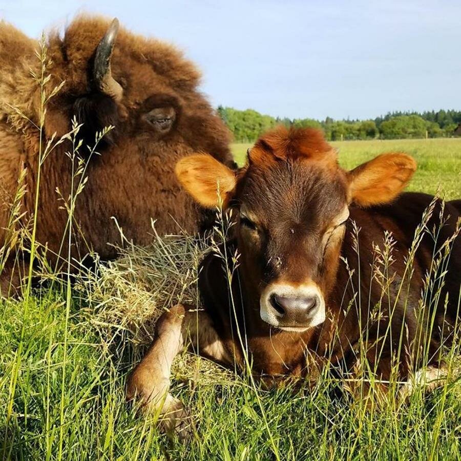 bisonne, veau, câlin