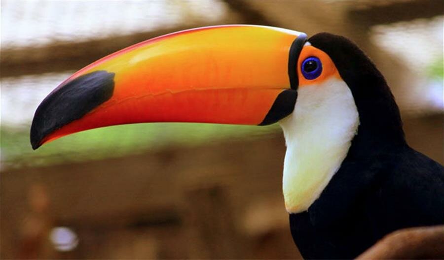 toucan, photo