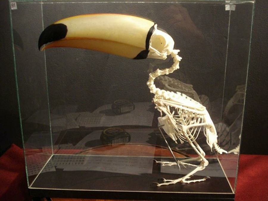 corps, squelette, toucan