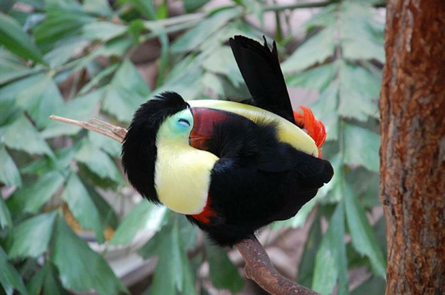 toucan, boule