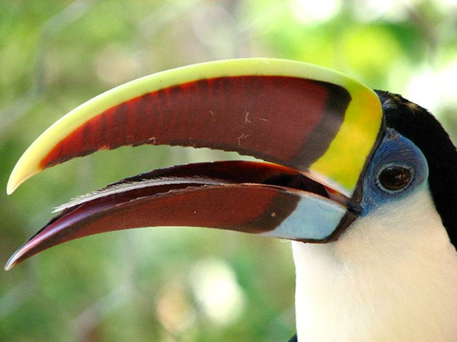 langue, toucan, plume