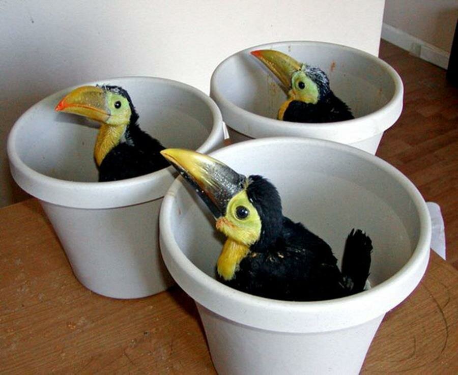 bébés, toucans