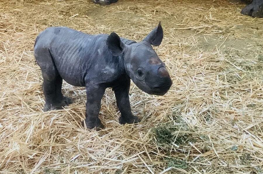 bÃ©bÃ©, rhinocÃ©ros