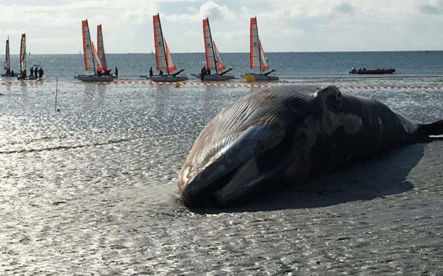 baleine, plage