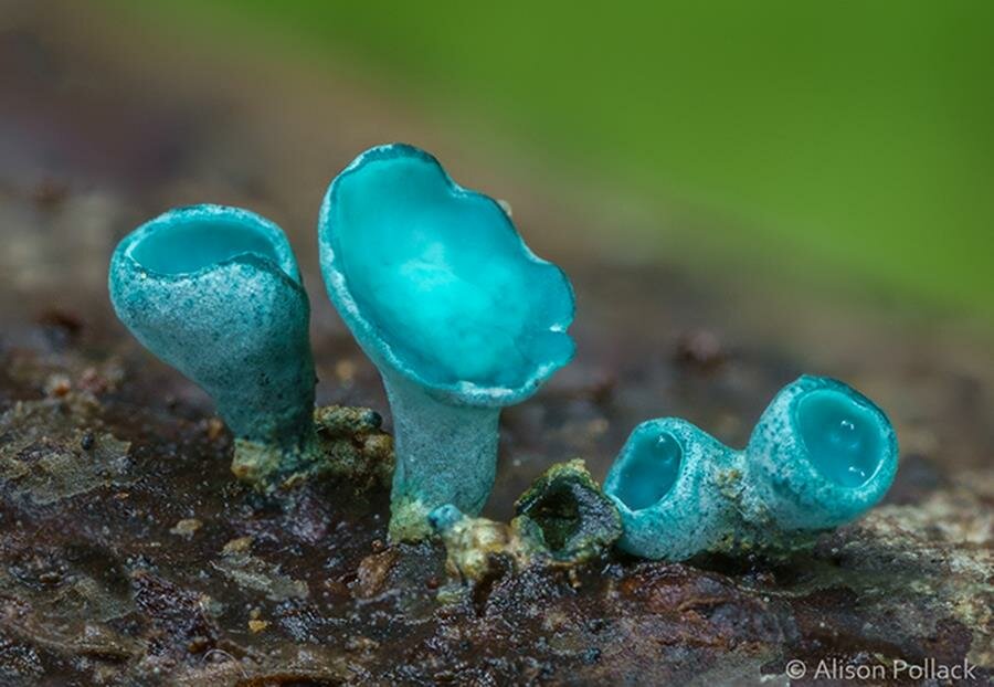 alison pollack, photo, macro, champignon