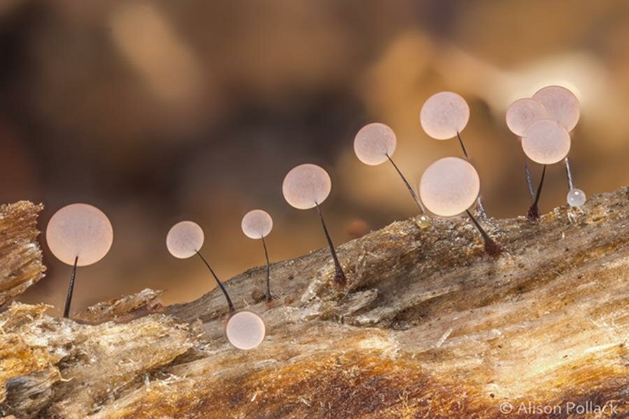 alison pollack, photo, macro, champignon