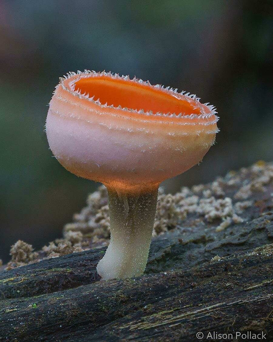 alison pollack, photo, macro, champignon