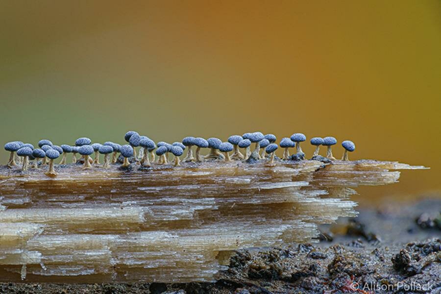 alison pollack, photo, macro, champignon