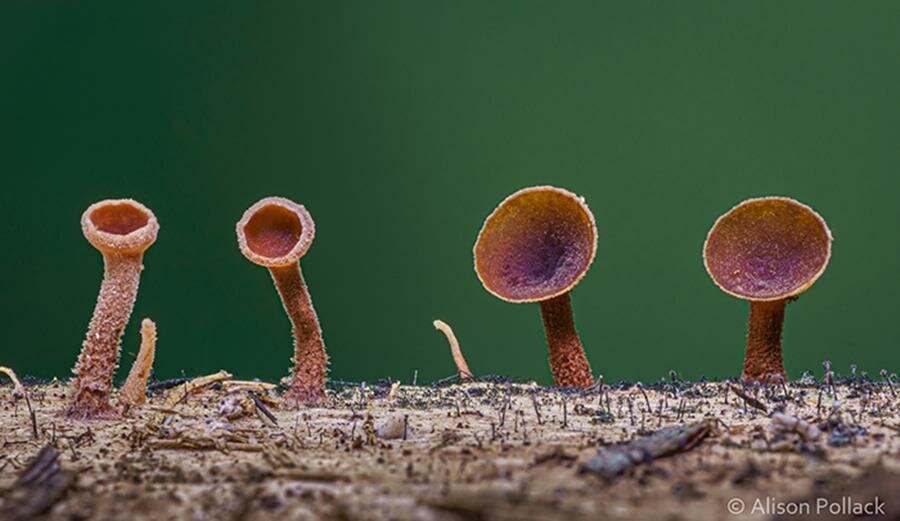 alison pollack, photo, macro, champignon