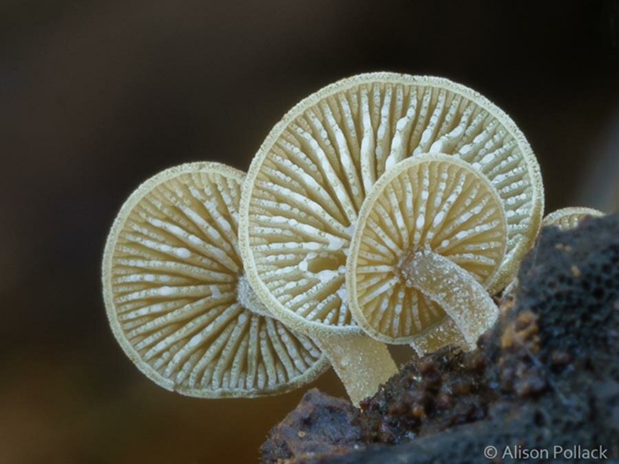 alison pollack, photo, macro, champignon