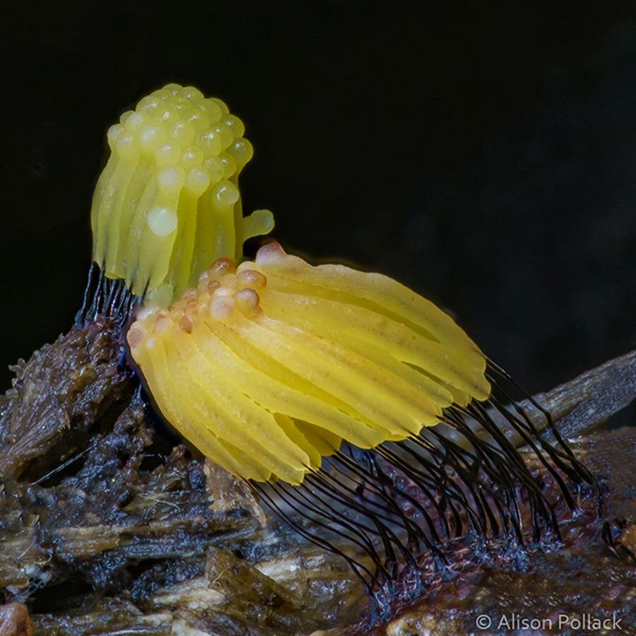 alison pollack, photo, macro, champignon