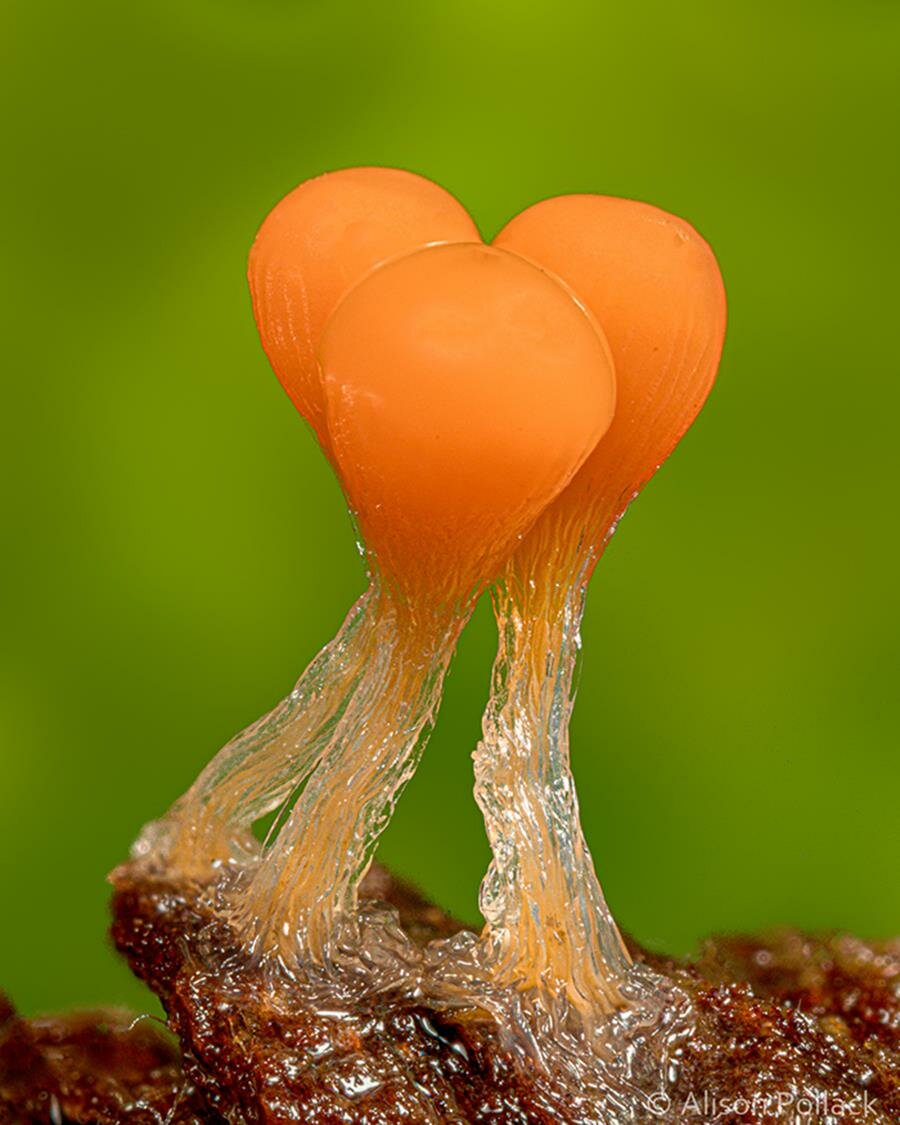 alison pollack, photo, macro, champignon