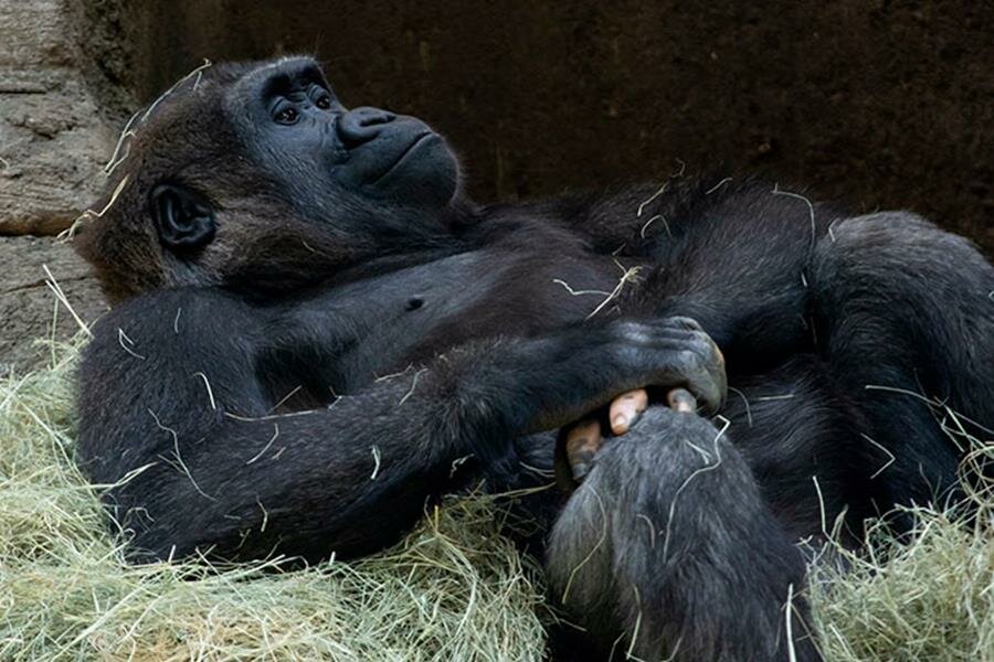 gorille, câlin