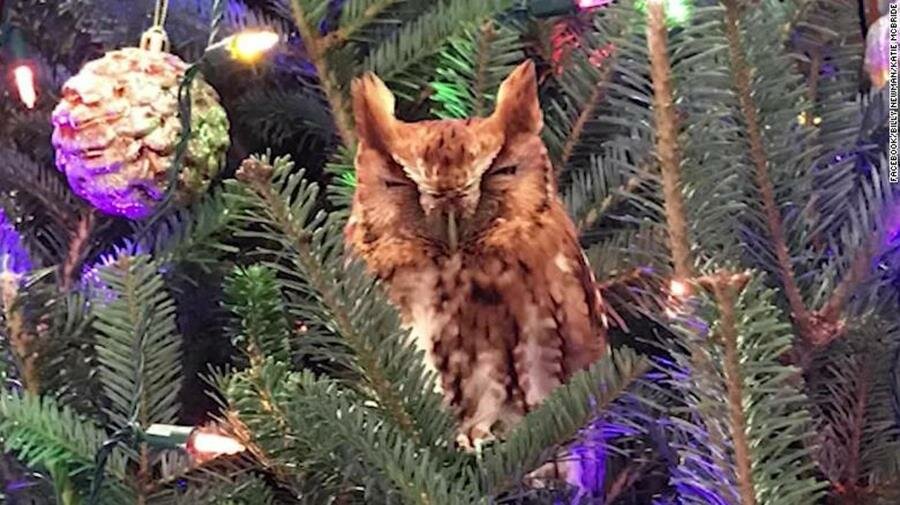 hibou, sapin