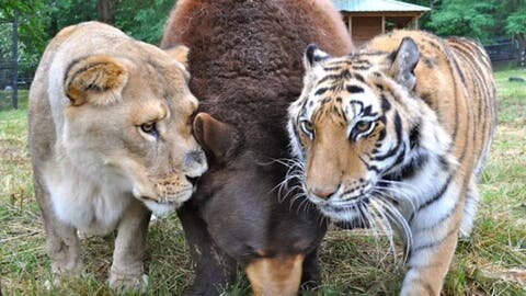 lion, tigre, ours