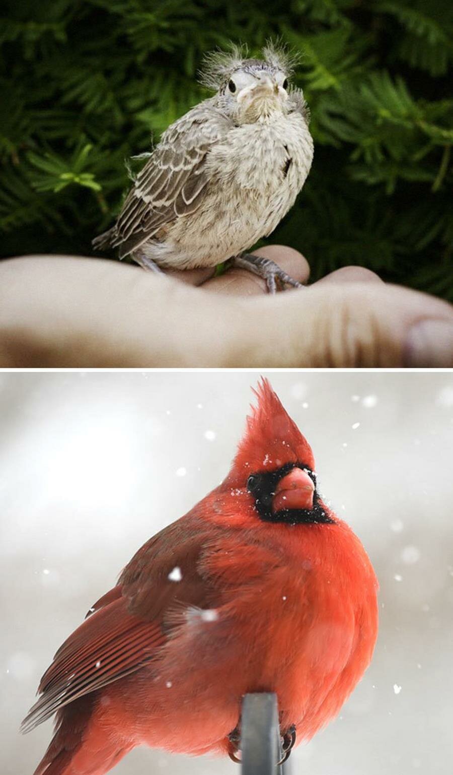 bébé, oiseau, adulte, cardinal