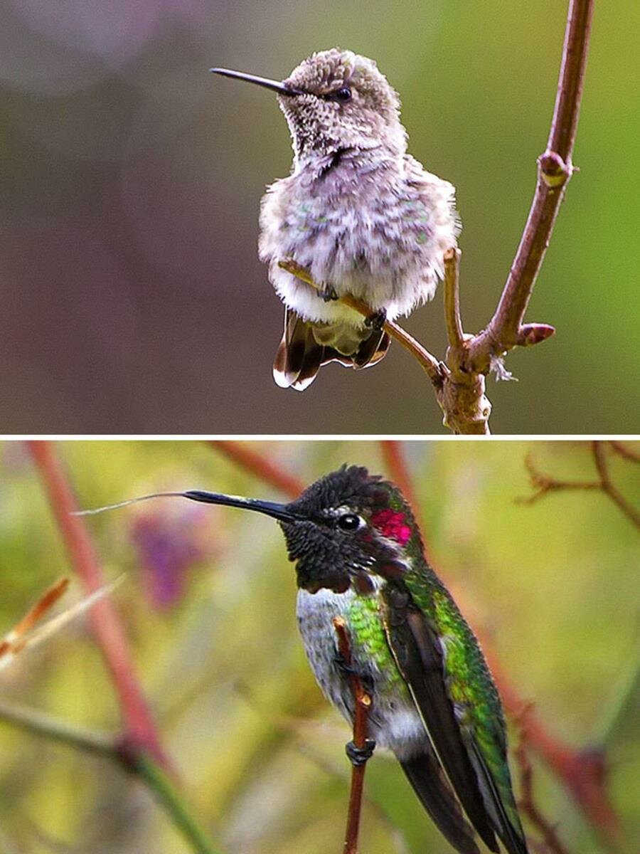 bébé, oiseau, adulte, colibri