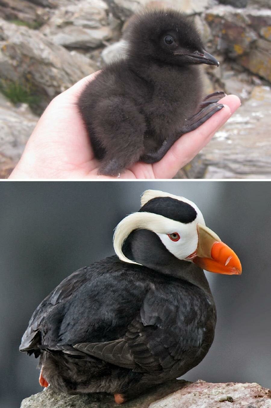 bébé, oiseau, adulte, macareux