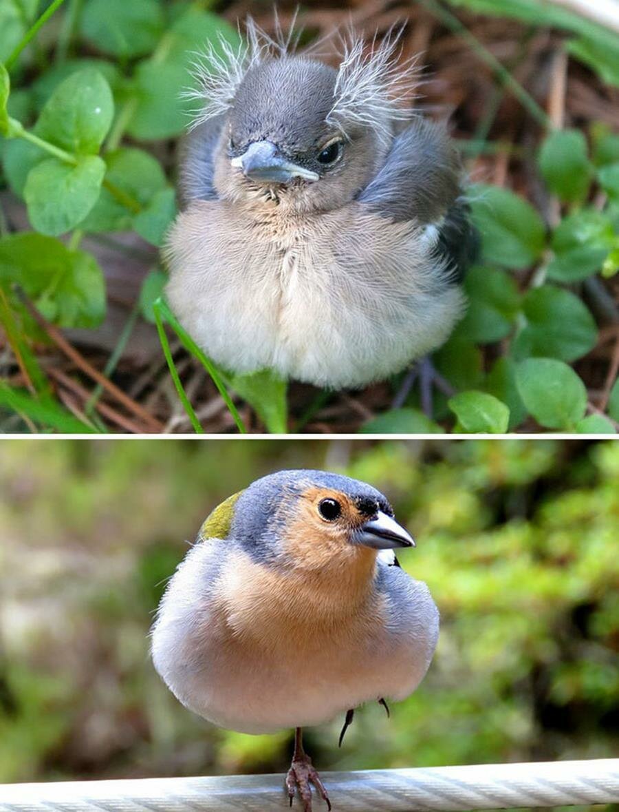 bébé, oiseau, adulte, pinson