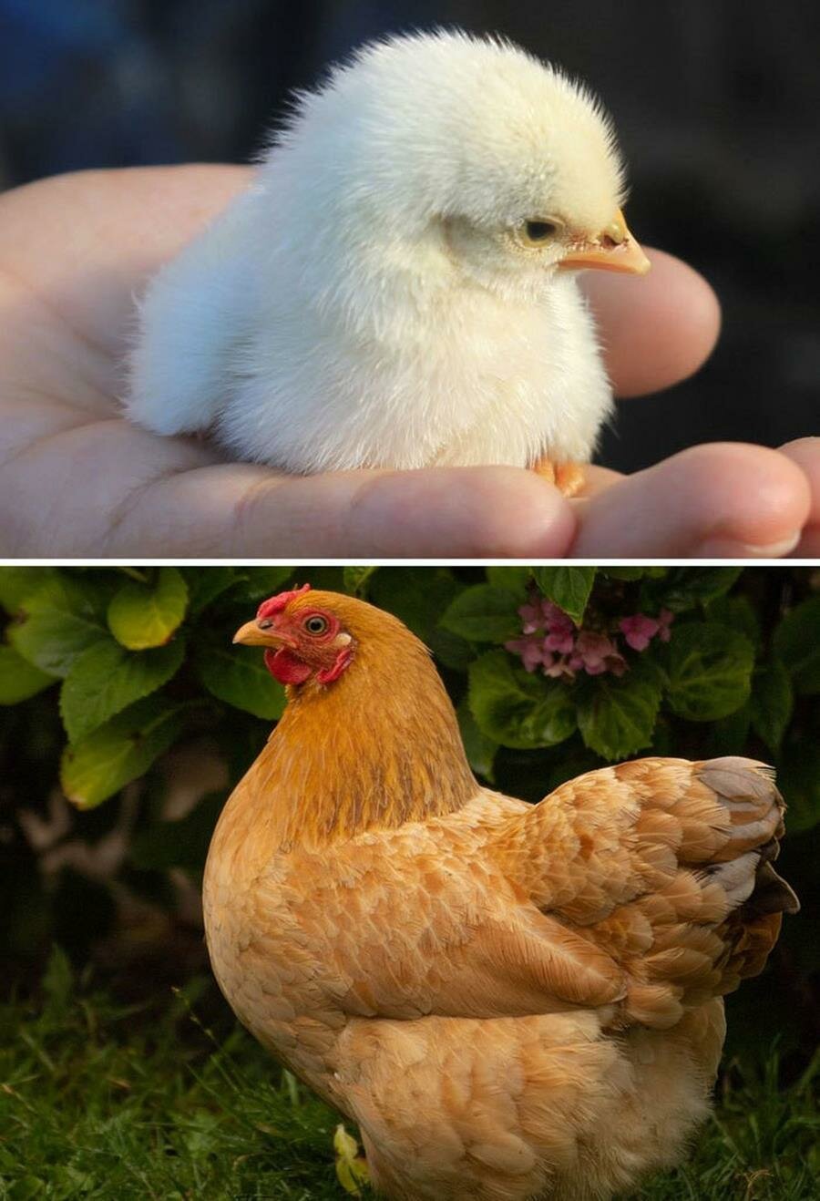 bébé, oiseau, adulte, poule