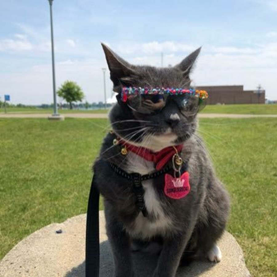 chat, lunettes de soleil