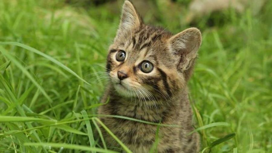 chaton sauvage, herbe