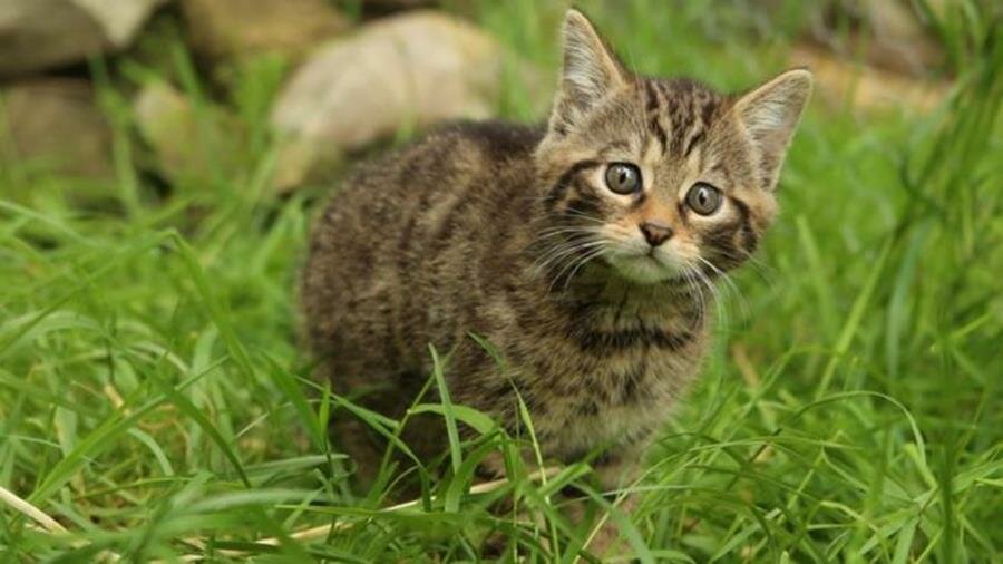 chaton sauvage, herbe