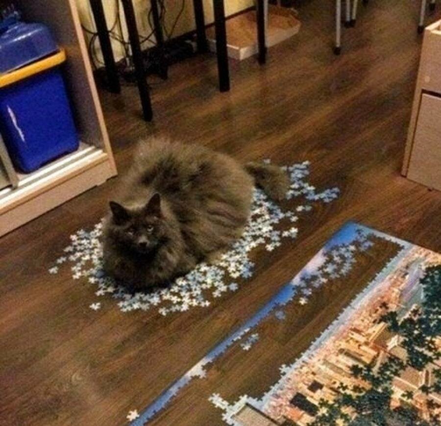 chat, pièces, puzzle