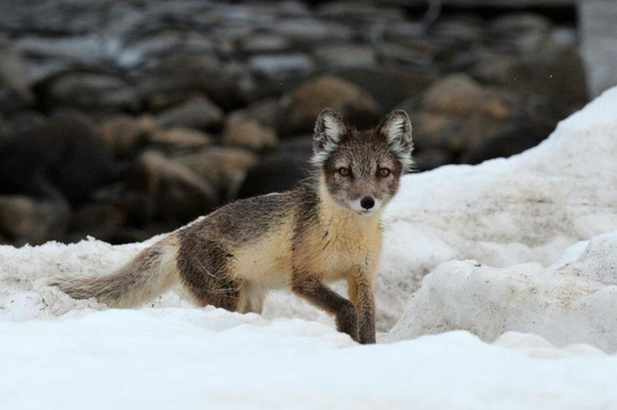 renard polaire, neige