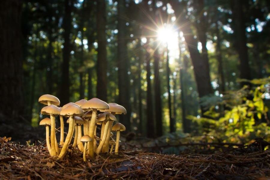 champignons, forÃªt