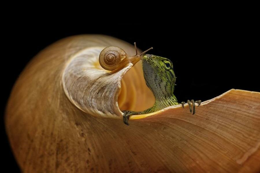 photo, finaliste, agora awards, escargot, lÃ©zard