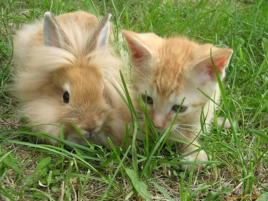 chaton, lapin