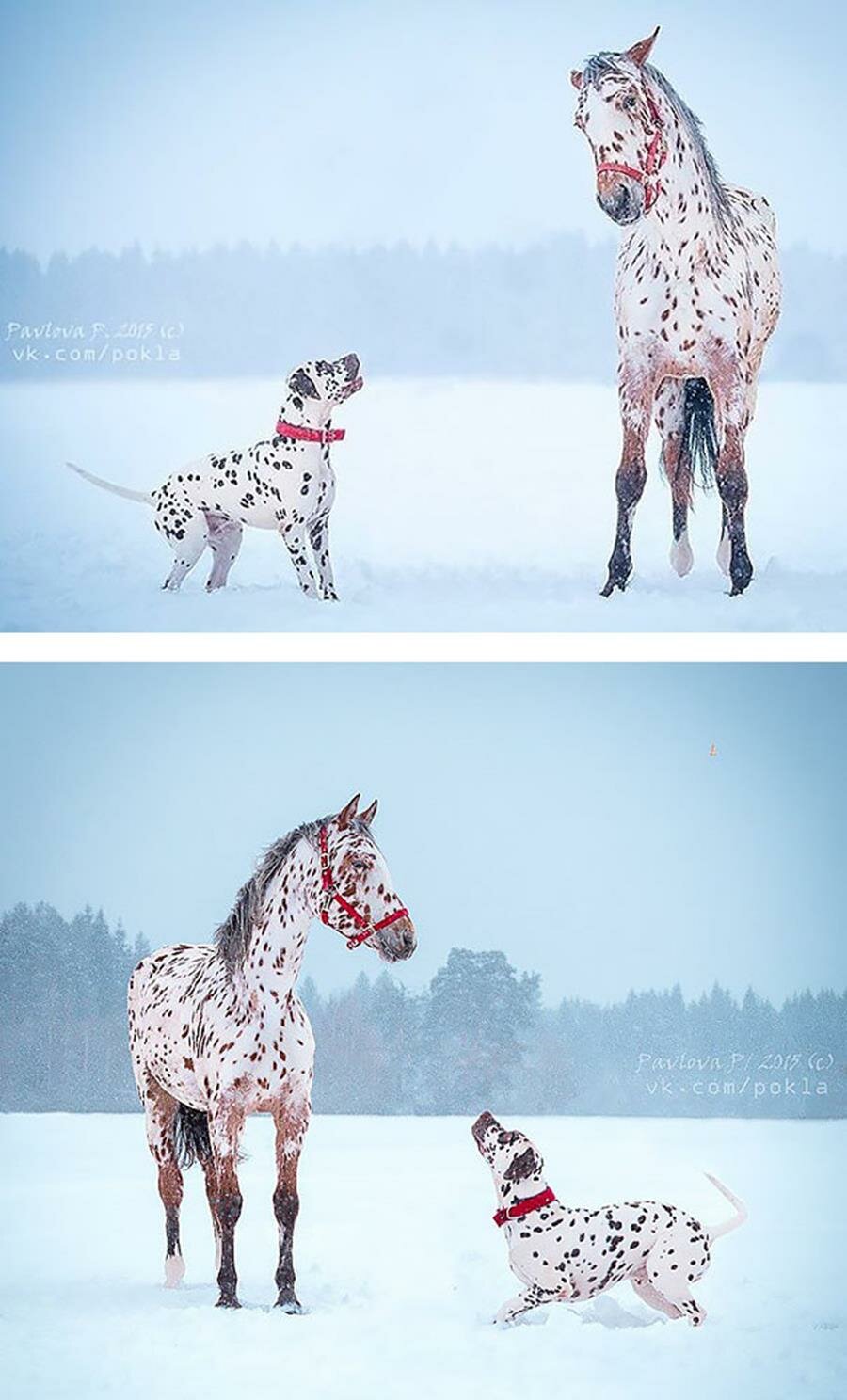 cheval, chien, dalmatien 