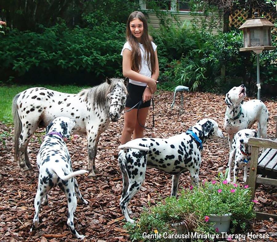 chien, chevaux