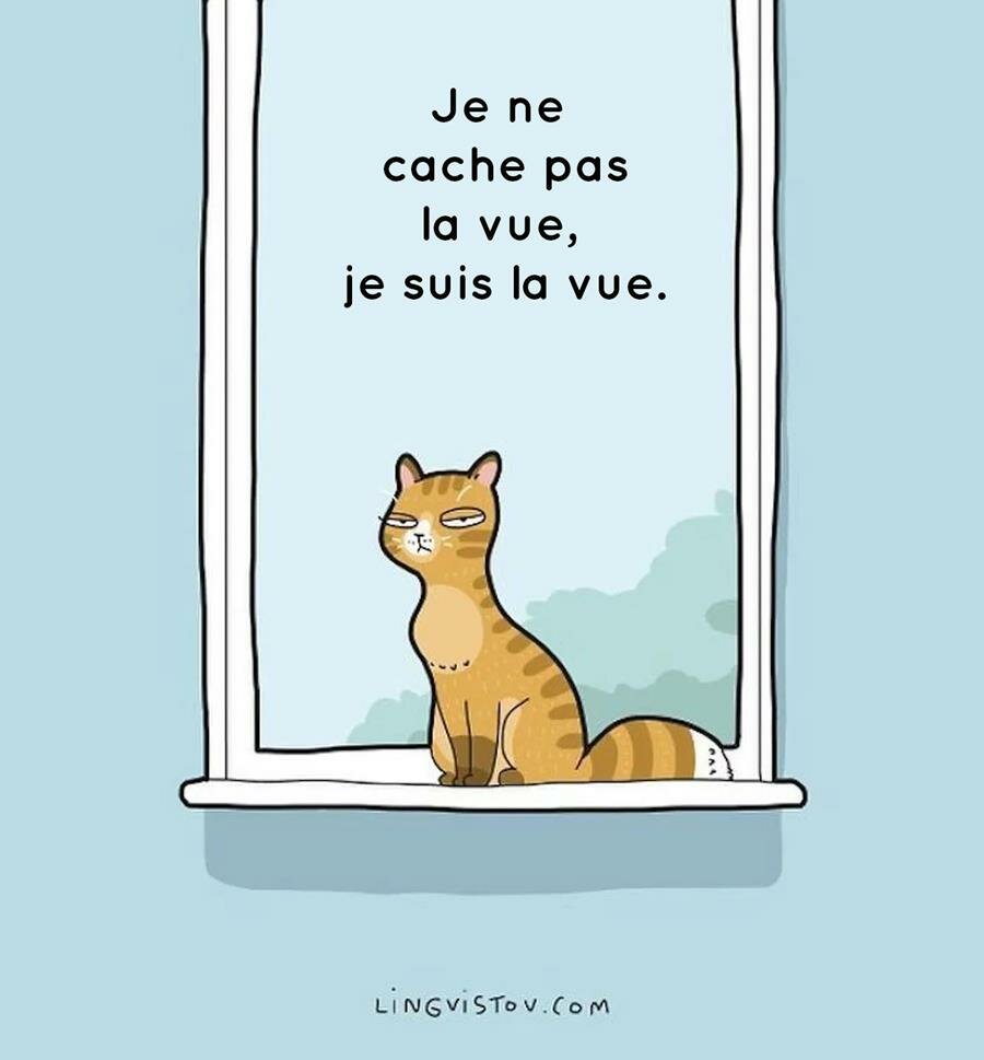 bd, chat, vie quotidienne, lingvistov