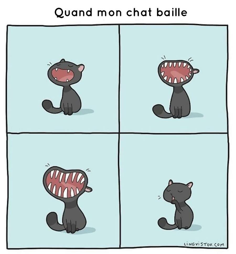 bd, chat, vie quotidienne, lingvistov