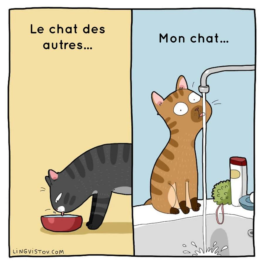 bd, chat, vie quotidienne, lingvistov