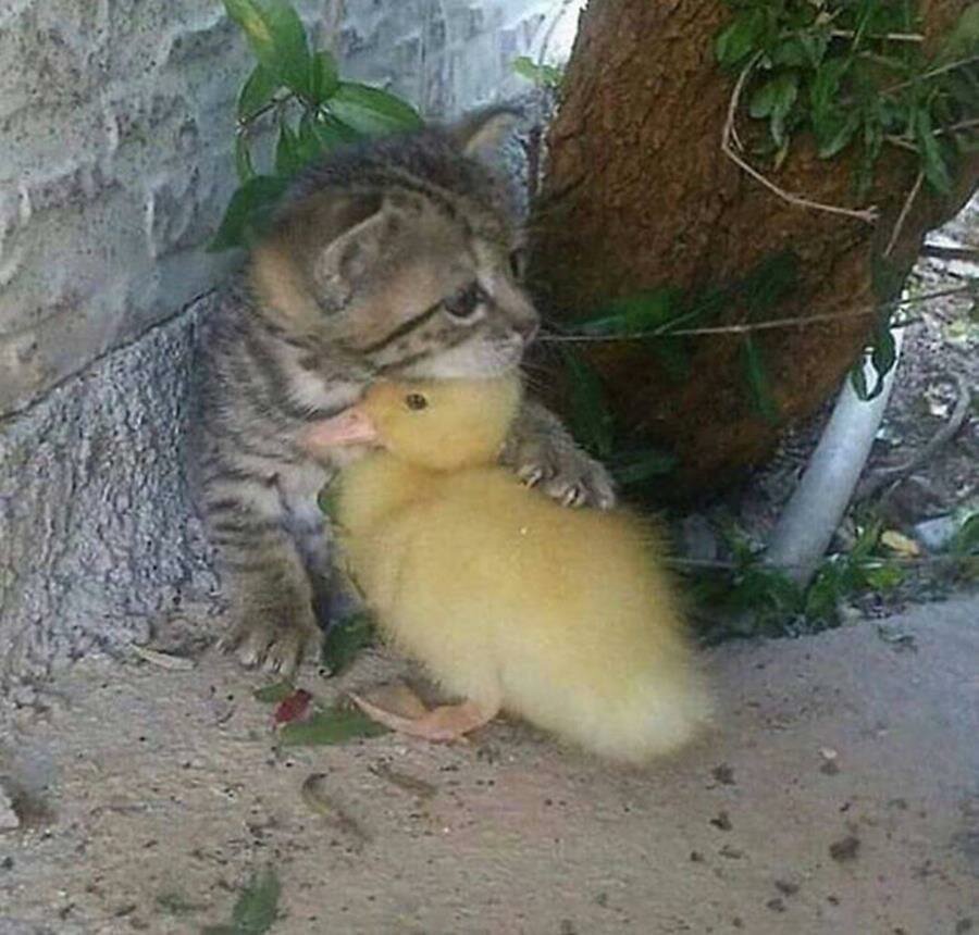 chaton, câlin, canard