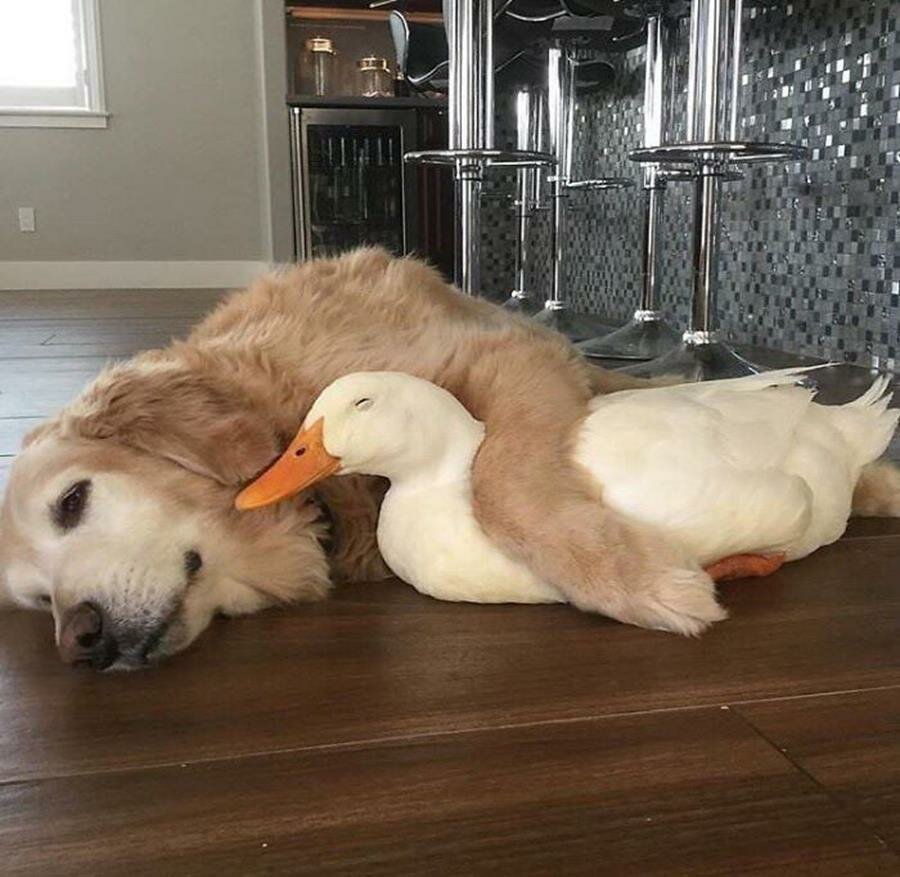 chien, canard, sieste