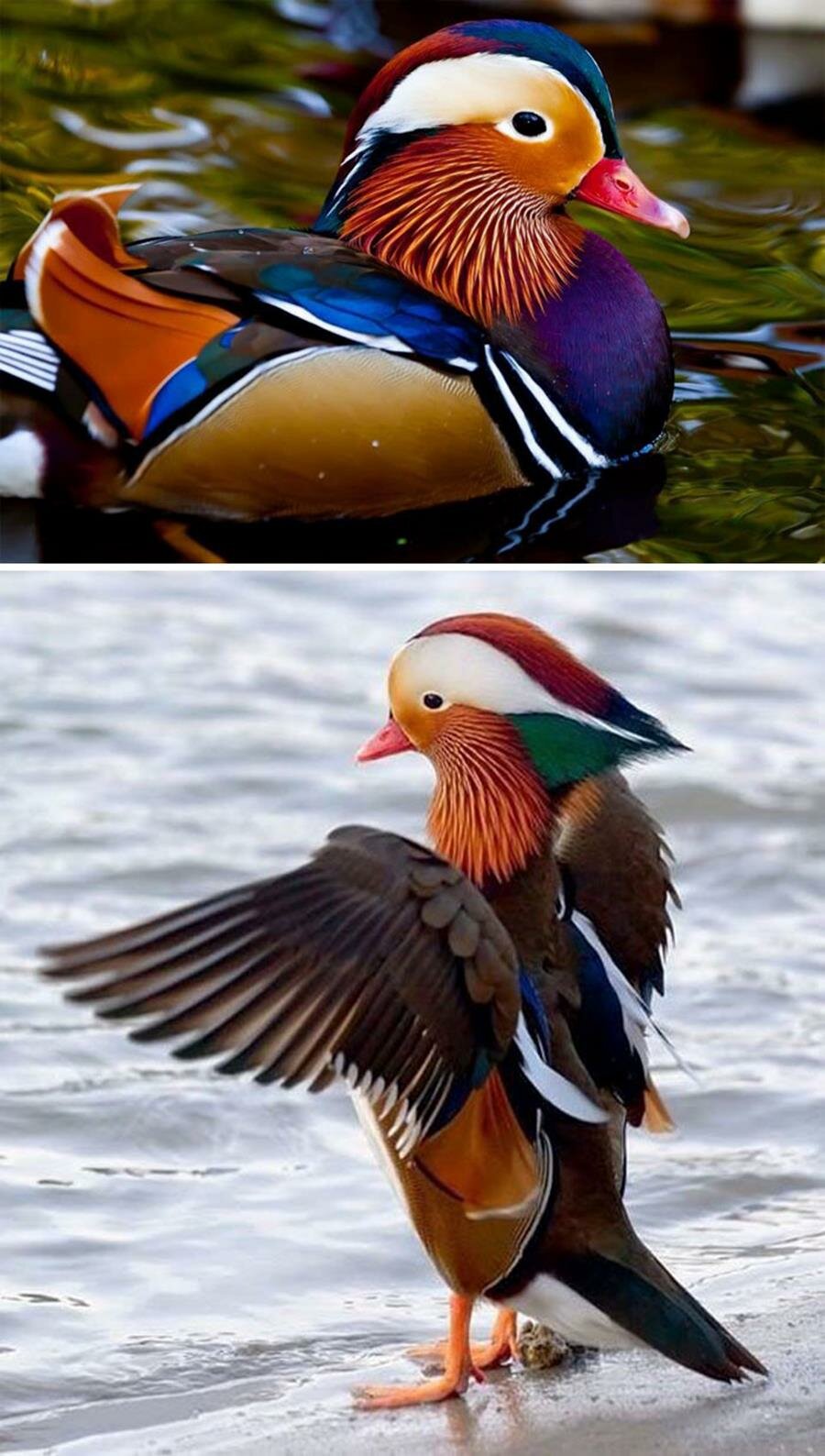 canard, coloré