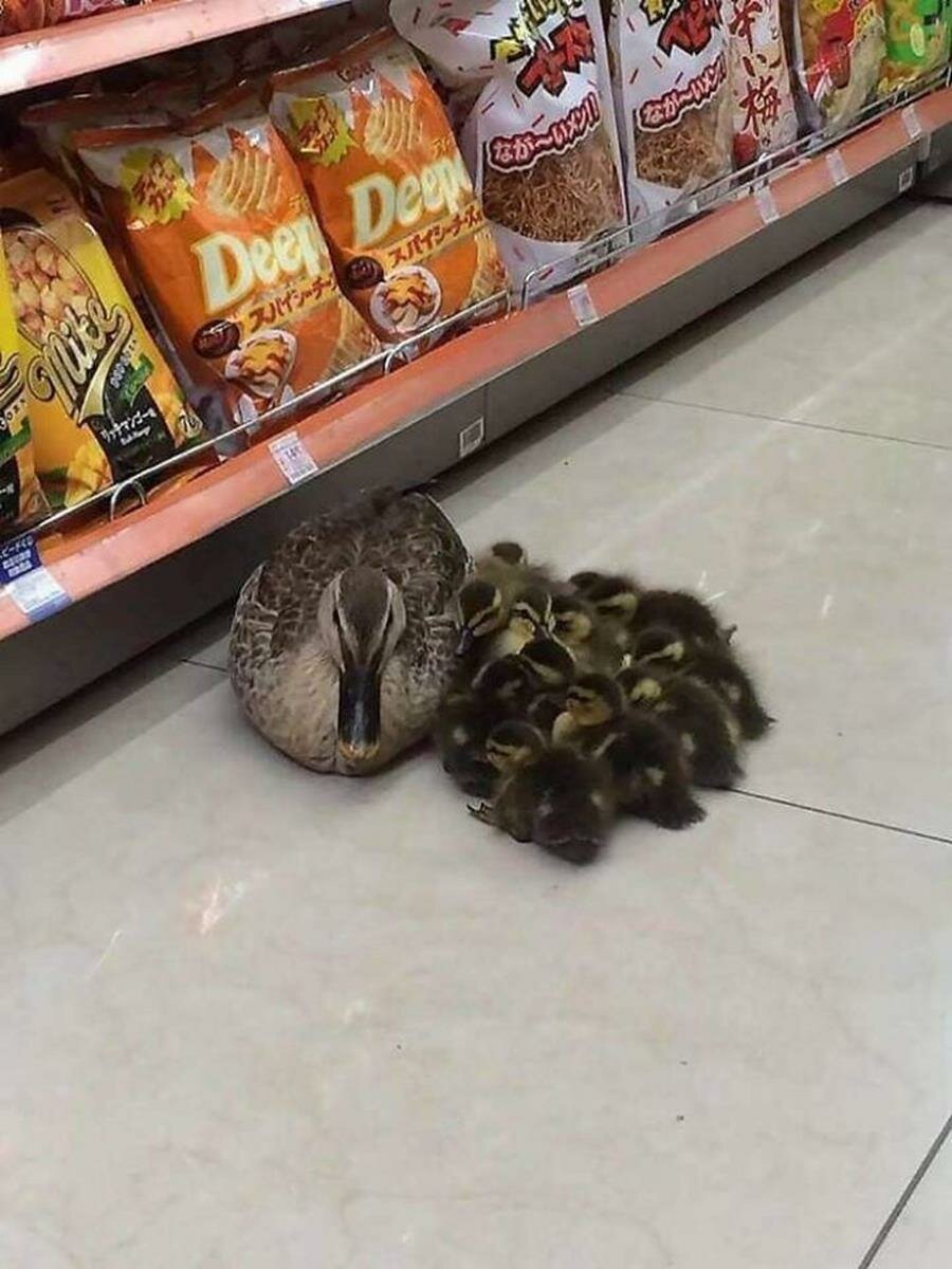 canard, maman, supermarché