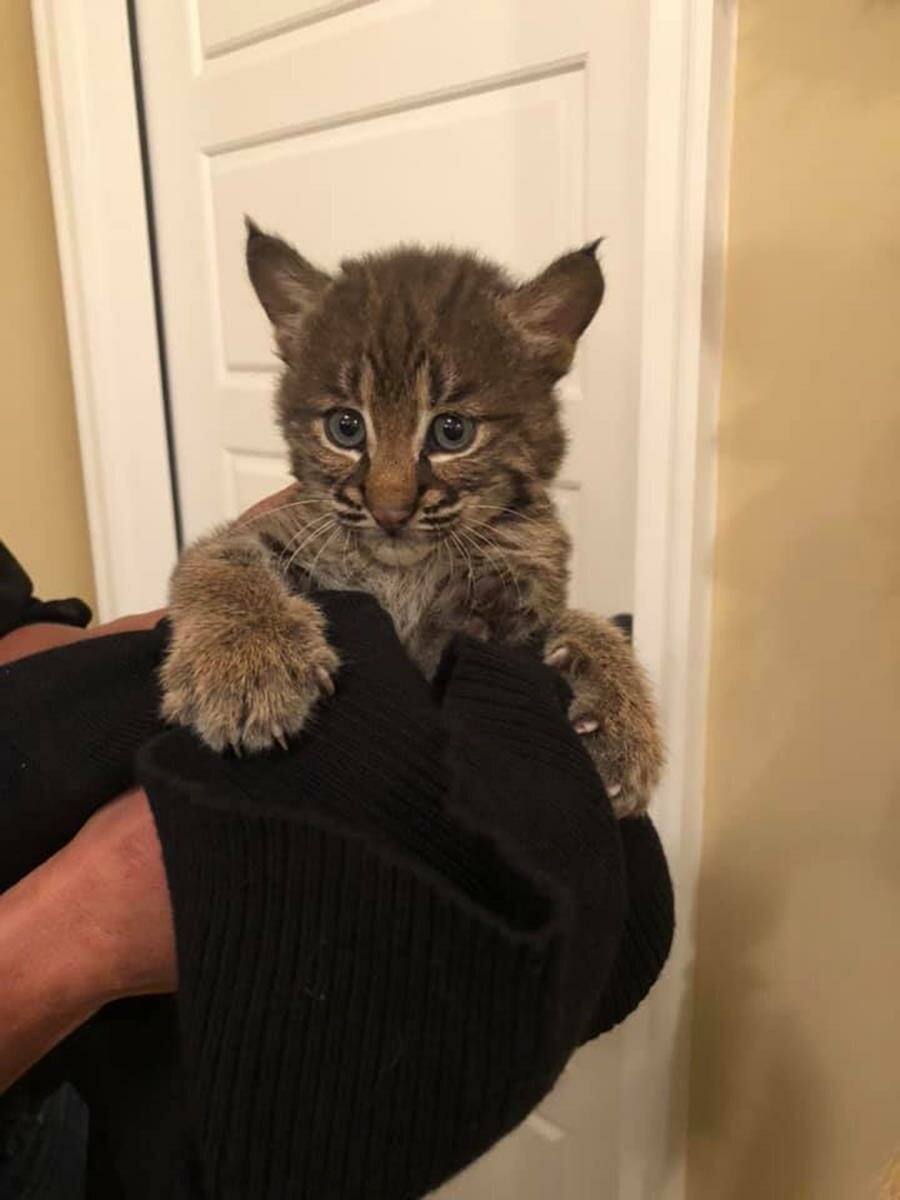 bébé lynx, chaton, femme